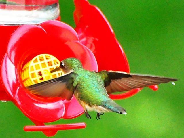 Ruby-throated Hummingbirds